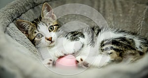 cute adorable little kitten playing with a ball, in home or studio photo