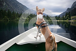 Basenji dog sits on boat at alpine lake