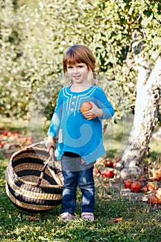 cute adorable little red-haired Caucasian girl child with blue eyes picking apples in garden on farm