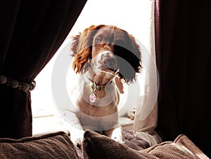 Cute adorable pet dog sitting laying on a window windowsill