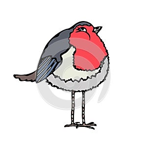 Cute Adorable Red Robin Bird. Isolated On a White Background Doodle Cartoon Hand Drawn Sketch Vector