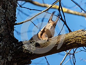 Cute and adorable Red Squirrel Sciurus vulgaris female with grey coat in spring sitting on a tree branch with blue sky