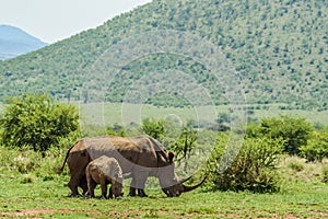 A cute and adorable Rhino calf and mother grazing peacefully in a South African game reserve