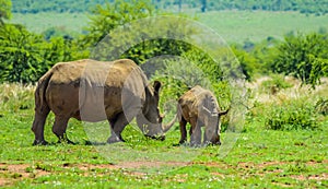 A cute and adorable Rhino calf and mother grazing peacefully in a South African game reserve