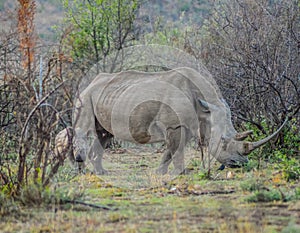 A cute and adorable Rhino calf and mother grazing peacefully in a South African game reserve