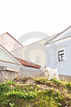 Cute adorable rough haired white little dog sitting outdoors on summer time with green grass and city building background. White a