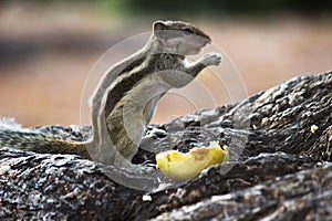 Cute and adorable Squirrel or Rodent standing paused on the plastic tub in a public park