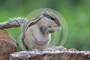 Cute and adorable Squirrel or Rodent standing paused on the rock