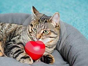 Cute adorable tabby cat posing with red heart symbol of love. Passion for home pet concept. Hot macho male in animal world. Pet photo