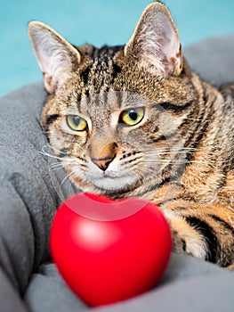 Cute adorable tabby cat posing with red heart symbol of love. Passion for home pet concept. Hot macho male in animal world. Pet photo