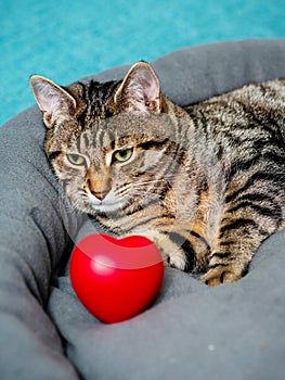 Cute adorable tabby cat posing with red heart symbol of love. Passion for home pet concept. Hot macho male in animal world. Pet photo