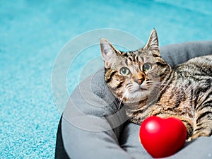 Cute adorable tabby cat posing with red heart symbol of love. Passion for home pet concept. Hot macho male in animal world. Pet photo