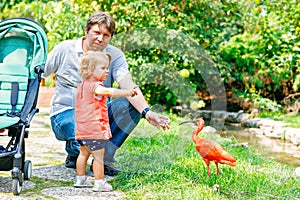 Cute adorable toddler girl and dad feeding red ibis bird in a zoo or zoological garden. Happy heathy child and man