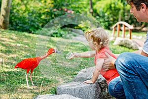 Cute adorable toddler girl and dad feeding red ibis bird in a zoo or zoological garden. Happy heathy child and man