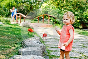 Cute adorable toddler girl and dad feeding red ibis bird in a zoo or zoological garden. Happy heathy child and man