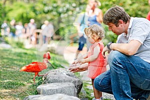 Cute adorable toddler girl and dad feeding red ibis bird in a zoo or zoological garden. Happy heathy child and man