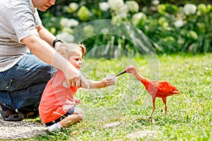 Cute adorable toddler girl and dad feeding red ibis bird in a zoo or zoological garden. Happy heathy child and man