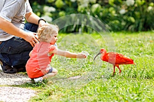 Cute adorable toddler girl and father feeding red ibis bird in a park. Happy heathy child and man having fun with giving