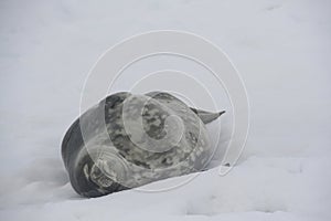 Cute adorable Weddell seal sleeping on the snow