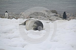 Cute adorable Weddell seal sleeping on the snow with penguins in the background