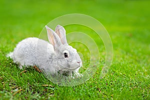 Cute adorable white fluffy rabbit sitting on green grass lawn at backyard. Small sweet bunny walking by meadow in green