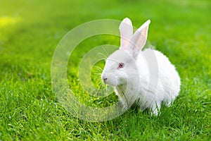 Cute adorable white fluffy rabbit sitting on green grass lawn at backyard. Small sweet bunny walking by meadow in green