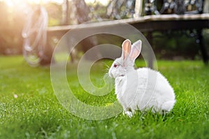 Cute adorable white fluffy rabbit sitting on green grass lawn at backyard. Small sweet bunny walking by meadow in green