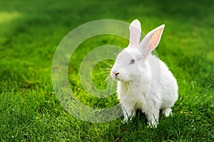 Cute adorable white fluffy rabbit sitting on green grass lawn at backyard. Small sweet bunny walking by meadow in green garden on