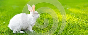 Cute adorable white fluffy rabbit sitting on green grass lawn at backyard. Small sweet bunny walking by meadow in green