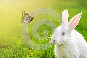 Cute adorable white fluffy rabbit sitting on green grass lawn and looking on beautiful flying butterfly at backyard. Small sweet