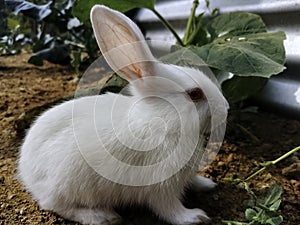 Cute adorable white fluffy rabbit sitting on the ground, Close up