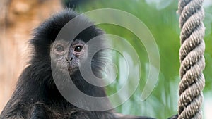 Cute adorable wrinkled black furred face of Javan Surili monkey looks at camera.