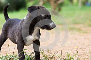 Cute and adrobale new born puppy on the ground in playful mood