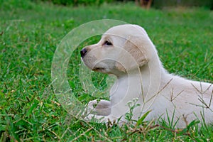 Cute and adrobale new born puppy sittin on the grass