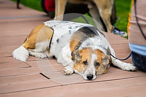 Cute adult abandoned Dog with sad eyes from shelter waiting to be adopted. Concept of Loneliness, uselessness and social