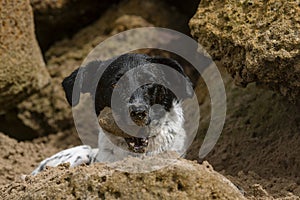 Cute adult female dog with a rock in her mouth