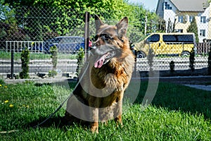 cute adult german shepherd male dog on laser leash sits