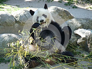 A cute adult giant panda eating bamboo sitting on rocks