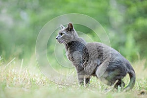 Cute adult grey cat with beautiful green eyes in a green meadow