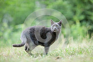 Cute adult grey cat with beautiful green eyes in a green meadow