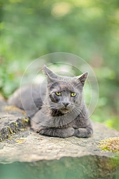 Cute adult grey cat with beautiful green eyes lying on a rock