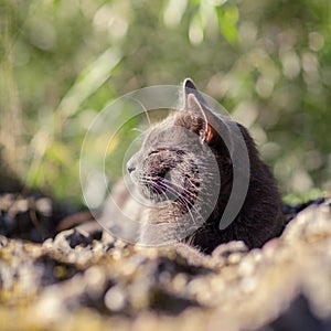 Cute adult grey cat with beautiful green eyes lying on a rock