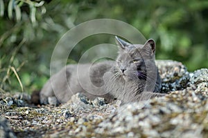 Cute adult grey cat with beautiful green eyes lying on a rock