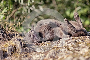 Cute adult grey cat with beautiful green eyes lying on a rock