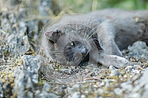 Cute adult grey cat with beautiful green eyes lying on a rock