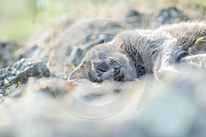 Cute adult grey cat with beautiful green eyes lying on a rock
