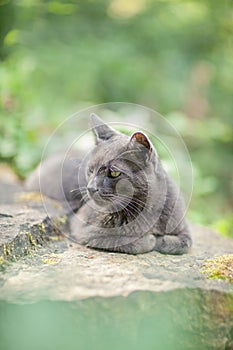 Cute adult grey cat with beautiful green eyes lying on a rock