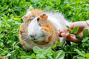 cute adult guinea pig with long hair runs through a meadow with white clover and eats fresh grass in backyard. Walking