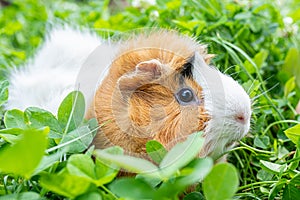 cute adult guinea pig with long hair runs through a meadow with white clover and eats fresh grass in backyard. Walking