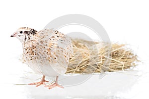 Cute adult quail